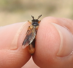 Ripiphorus