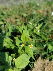 Galinsoga quadriradiata