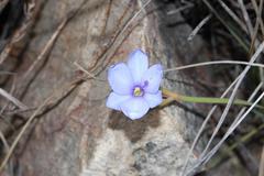 Aristea abyssinica