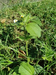 Galinsoga quadriradiata
