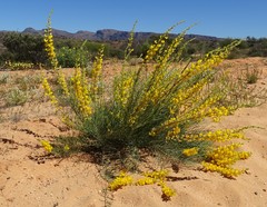 Lebeckia sepiaria