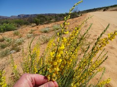 Lebeckia sepiaria