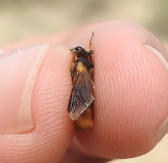 Ripiphorus