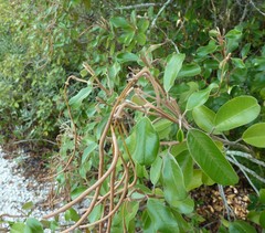 Quadrella jamaicensis