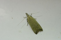 Dichomeris limosellus