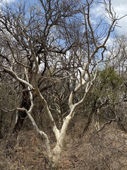 Commiphora pyracanthoides