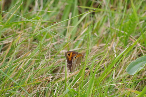 Maniola jurtina