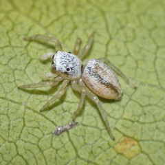 Phintella lajuma