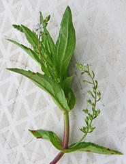 Veronica anagallis-aquatica