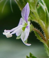 Veronica anagallis-aquatica