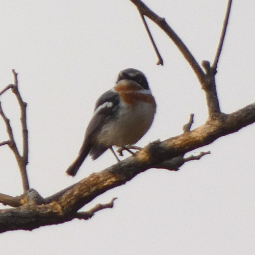Pale Batis (Batis soror)