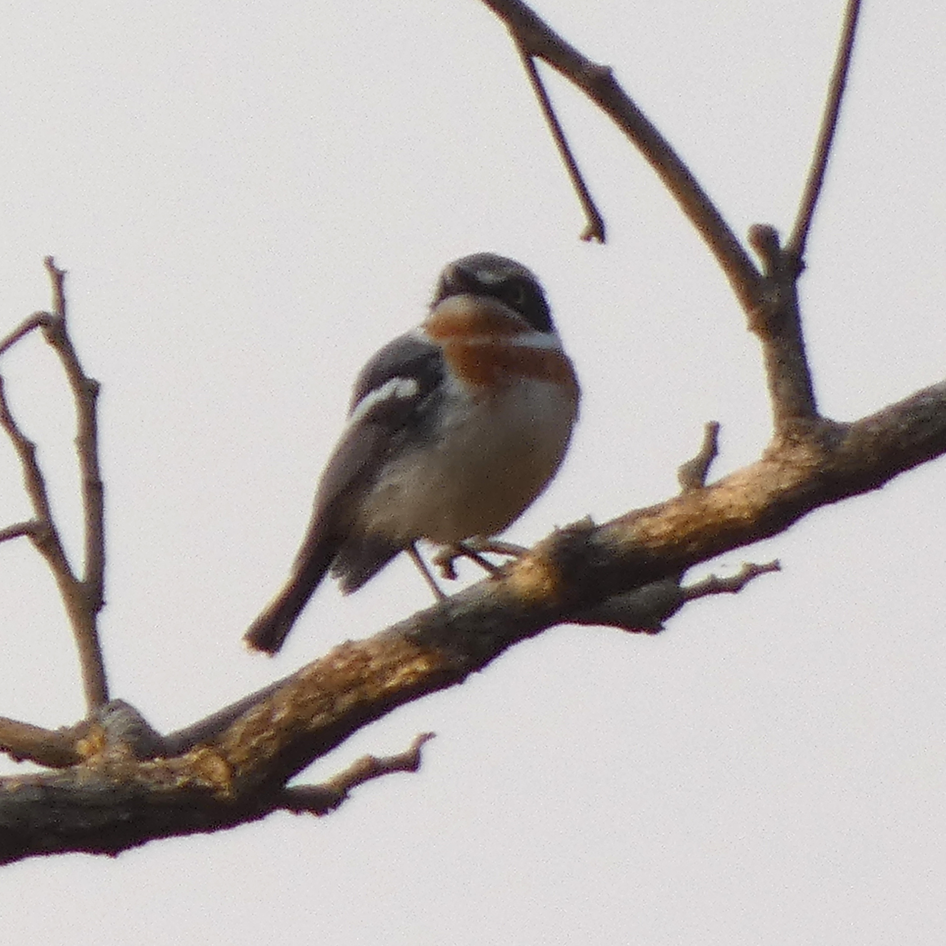 Pale Batis (Batis soror), photo 1
