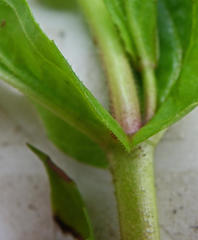 Veronica anagallis-aquatica