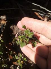 Xanthosia