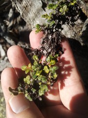 Xanthosia