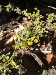 Xanthosia