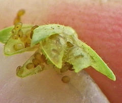 Veronica anagallis-aquatica