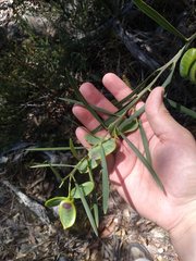 Acacia suaveolens
