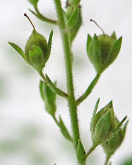 Veronica anagallis-aquatica