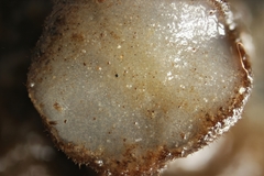 Trichophaea woolhopeia