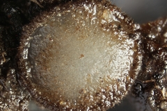 Trichophaea woolhopeia