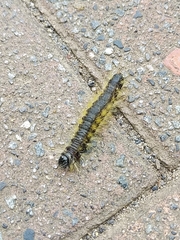 Phalera flavescens