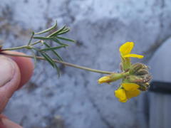 Rhynchosia ferulifolia