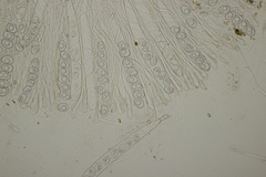 Trichophaea woolhopeia