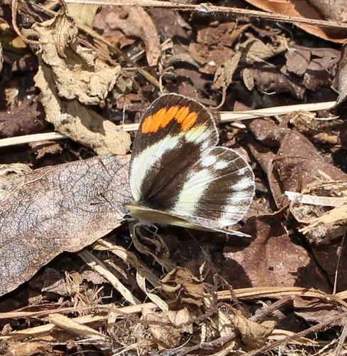 Round-winged Orange Tip photo 2