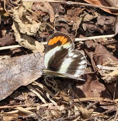 Colotis euippe omphale