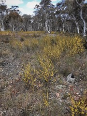 Acacia dawsonii