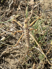 Saga ephippigera ephippigera