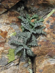 Jurinea filicifolia