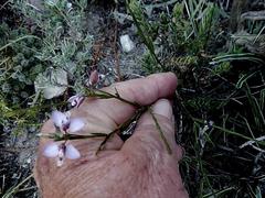 Polygala wittebergensis