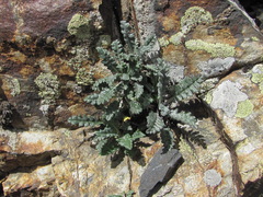 Jurinea filicifolia