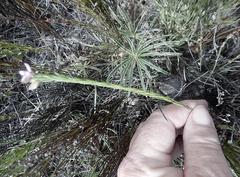Polygala wittebergensis