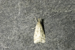 Eudonia pallida