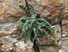 Jurinea filicifolia