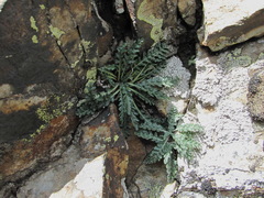 Jurinea filicifolia