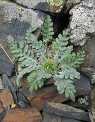 Jurinea filicifolia