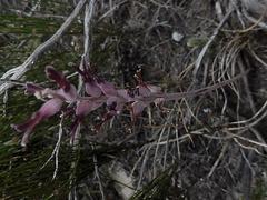 Lachenalia sessiliflora