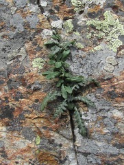 Jurinea filicifolia