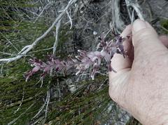 Lachenalia sessiliflora
