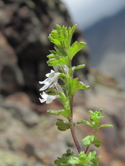 Euphrasia ossica