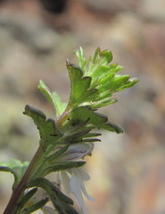 Euphrasia ossica