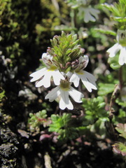 Euphrasia ossica
