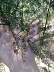 Acacia decurrens
