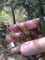 Acacia decurrens