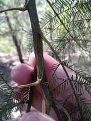 Acacia decurrens
