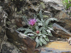 Jurinea filicifolia